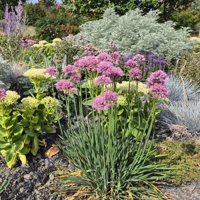 Allium senescens 'Lisa Blue' - Hegyi hagyma