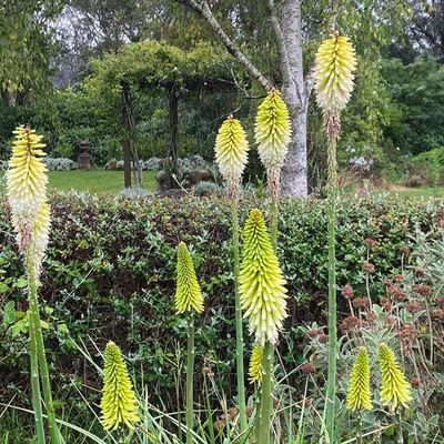 Kniphofia 'Ice Queen' - Fáklyaliliom