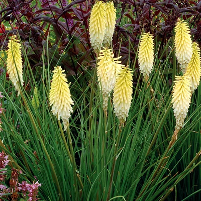 Kniphofia 'Pineapple Popsicle'® - Fáklyaliliom
