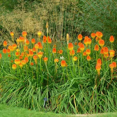 Kniphofia rooperi - Rooper fáklyaliliom