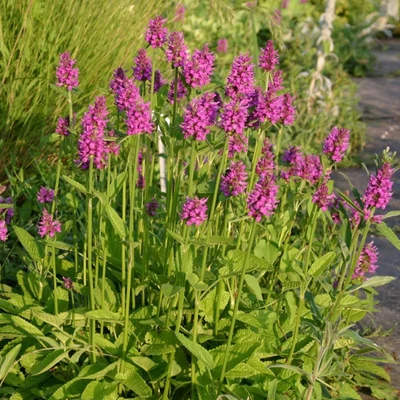 Stachys monieri 'Hummelo' - Nagyvirágú tisztesfű