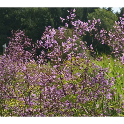 Thalictrum rochebruneanum - Pompás borkóró