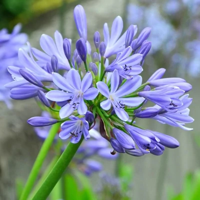 Agapanthus 'Dr. Brouwer' - Szerelemvirág
