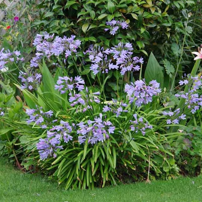 Agapanthus 'Peter Pan' - Szerelemvirág