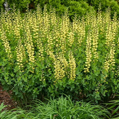 Baptisia 'Lemon Meringue'® - Borsófürt hibrid