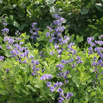 Baptisia australis - Kék borsófürt
