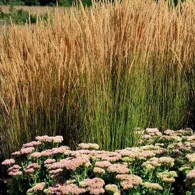 Calamagrostis × acutiflora 'Karl Foerster' - Nádtippan