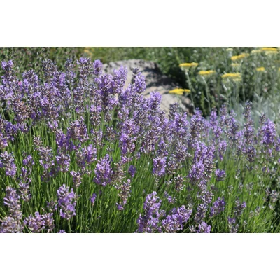 Lavandula angustifolia 'Cedar Blue' - Közönséges levendula