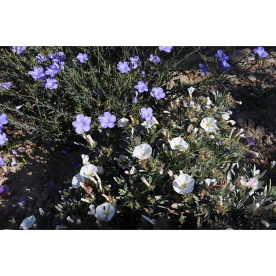 Convolvulus cneorum - Ezüstös szulák