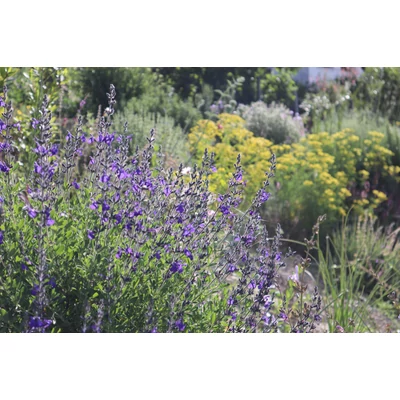 Salvia lycioides - Kanyon zsálya