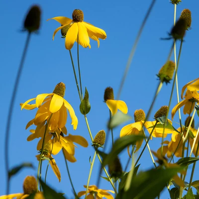 Rudbeckia nitida 'Herbstsonne' - Fényes kúpvirág