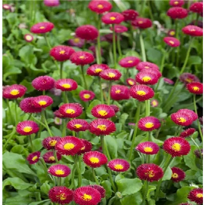 Bellis perennis 'Tasso' sorozat - Százszorszép