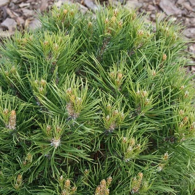 Pinus mugo 'Hesse' - Havasi törpefenyő