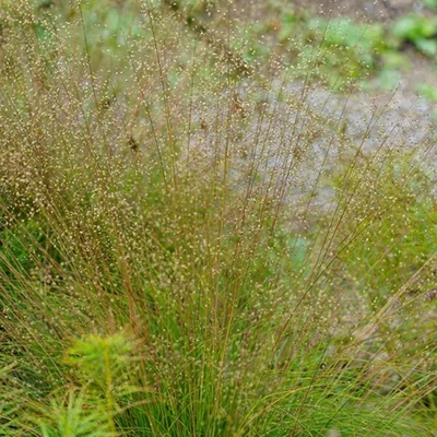 Sporobolus heterolepis 'Blaunebel' - Özönfű