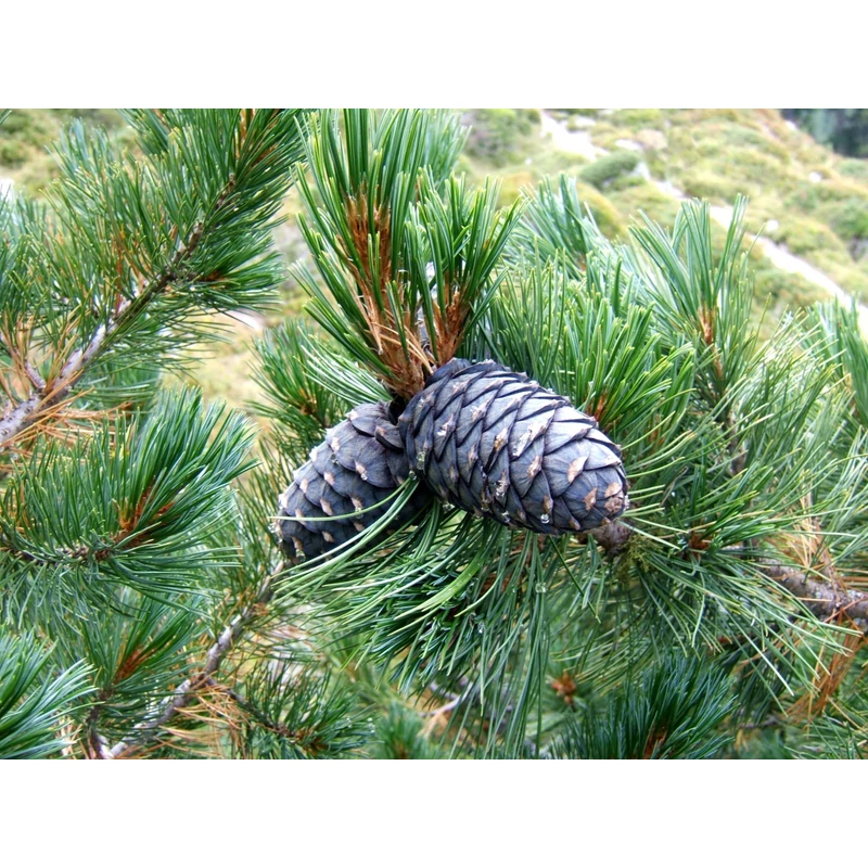Pinus cembra - Cirbolyafenyő