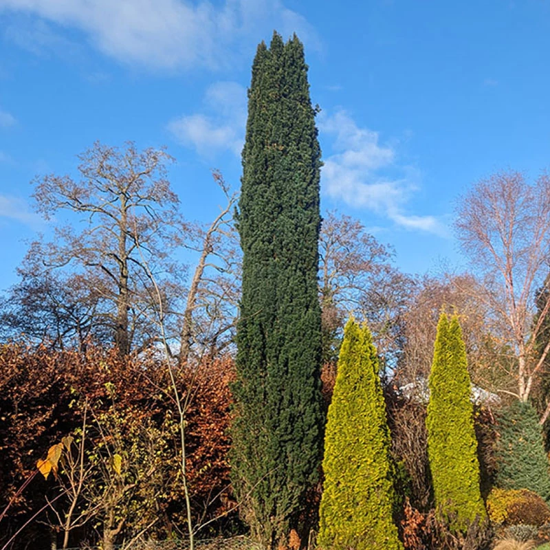 Taxus baccata 'Fastigiata Robusta' - Oszlopos tiszafa
