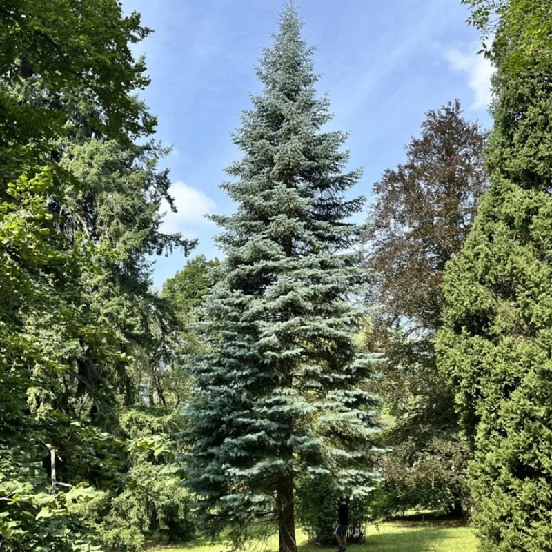 Abies concolor - Kolorádói jegenyefenyő