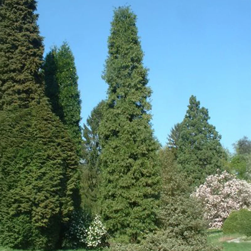 Calocedrus decurrens 'Columnaris' - Kaliforniai gyantásciprus