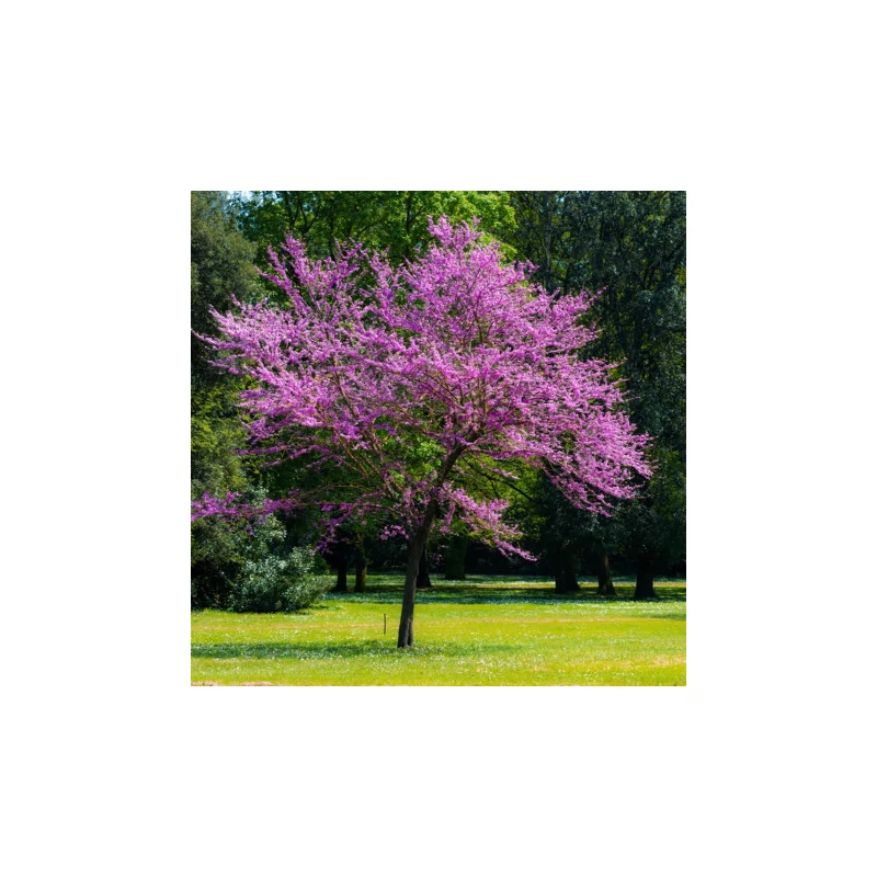 Cercis siliquastrum - Közönséges júdásfa