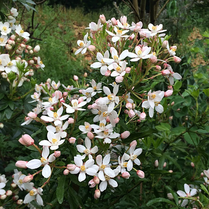 Choisya × dewitteana 'Scented Gem'® - Mexikói narancsvirág 