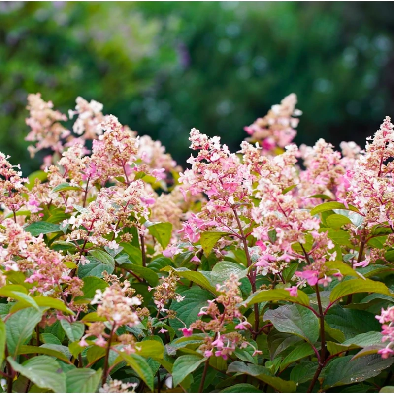 Hydrangea paniculata 'Candlelight'® - Bugás hortenzia