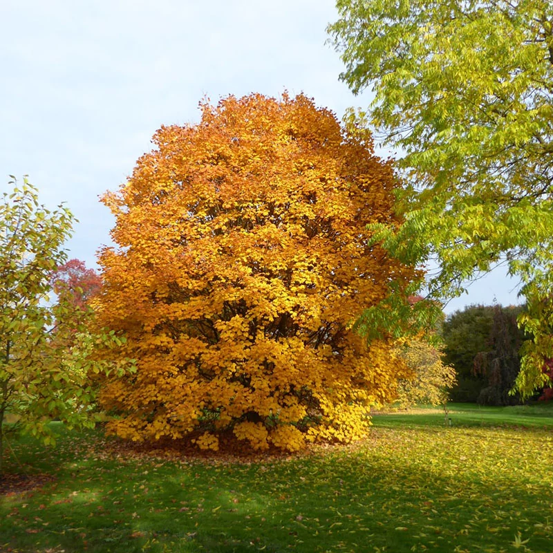 Acer opalus - Opáljuhar