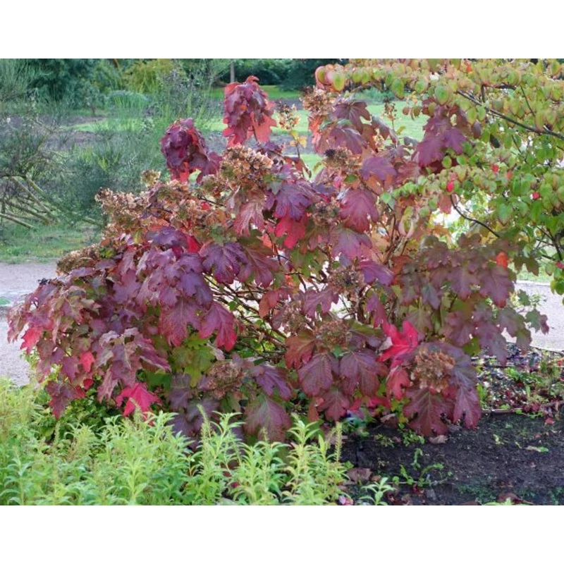 Hydrangea quercifolia 'Burgundy' - Tölgylevelű hortenzia