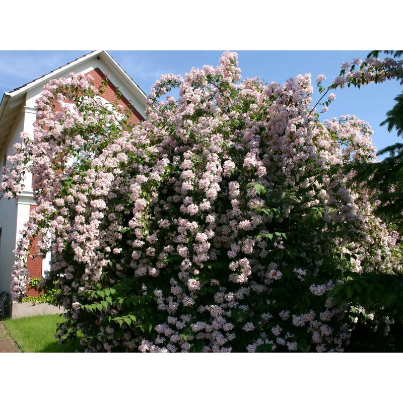 Kolkwitzia amabilis 'Pink Cloud' - Viráglonc