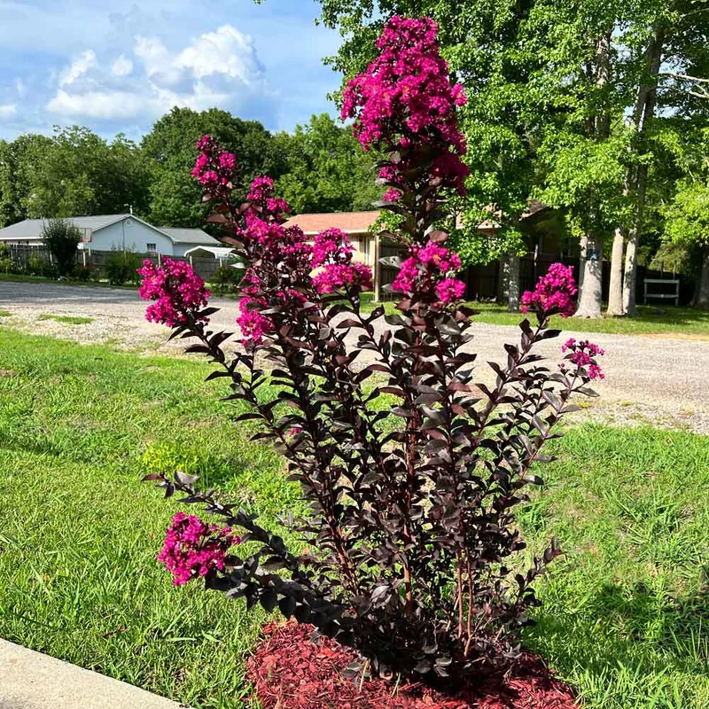 Lagerstroemia 'Mystic Magenta' - Selyemmirtusz