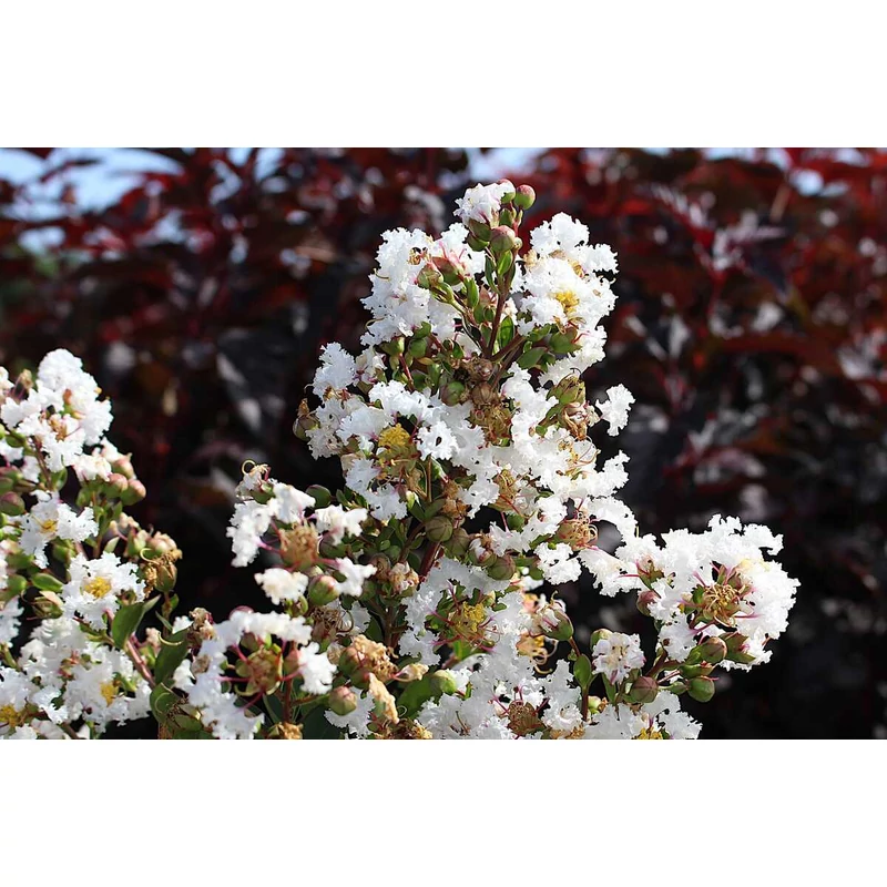 Lagerstroemia 'With Love Virgin' - Selyemmirtusz