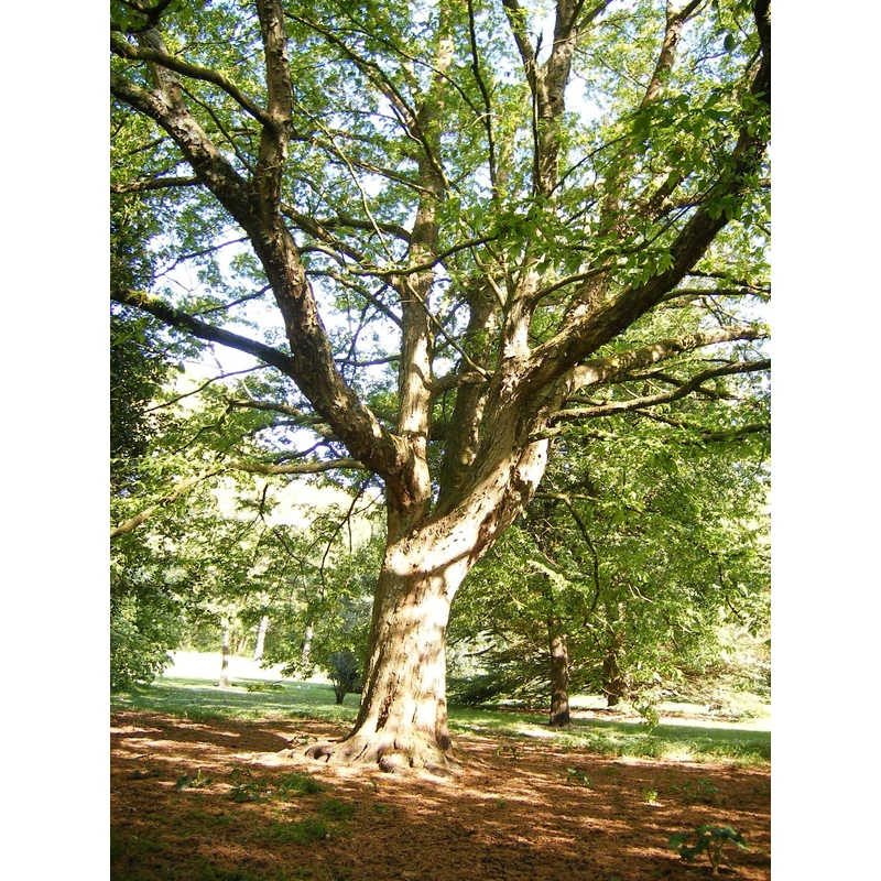 Ostrya carpinifolia - Komlógyertyán