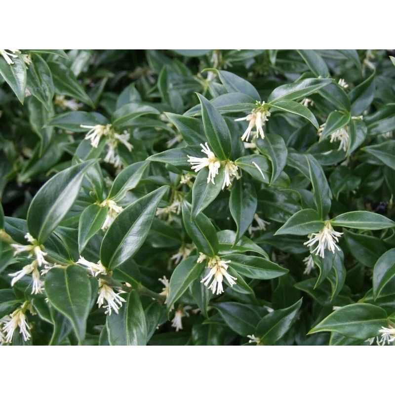 Sarcococca ruscifolia - Csodabogyólevelű bogyóspuszpáng