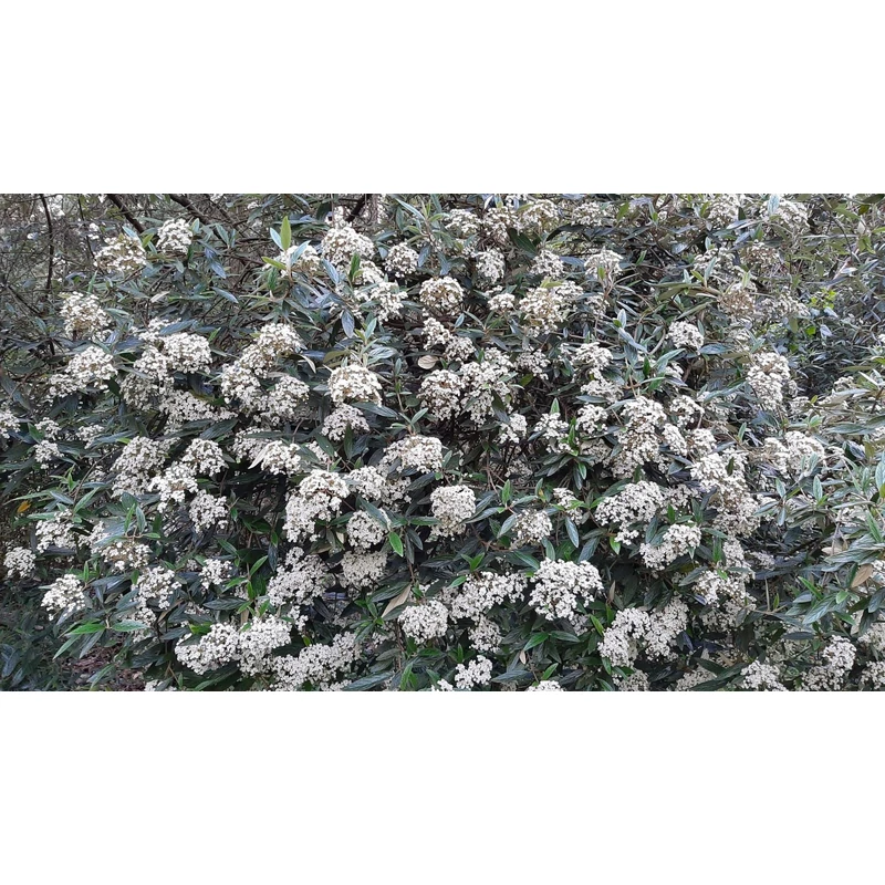 Viburnum 'Pragense' - Prágai bangita