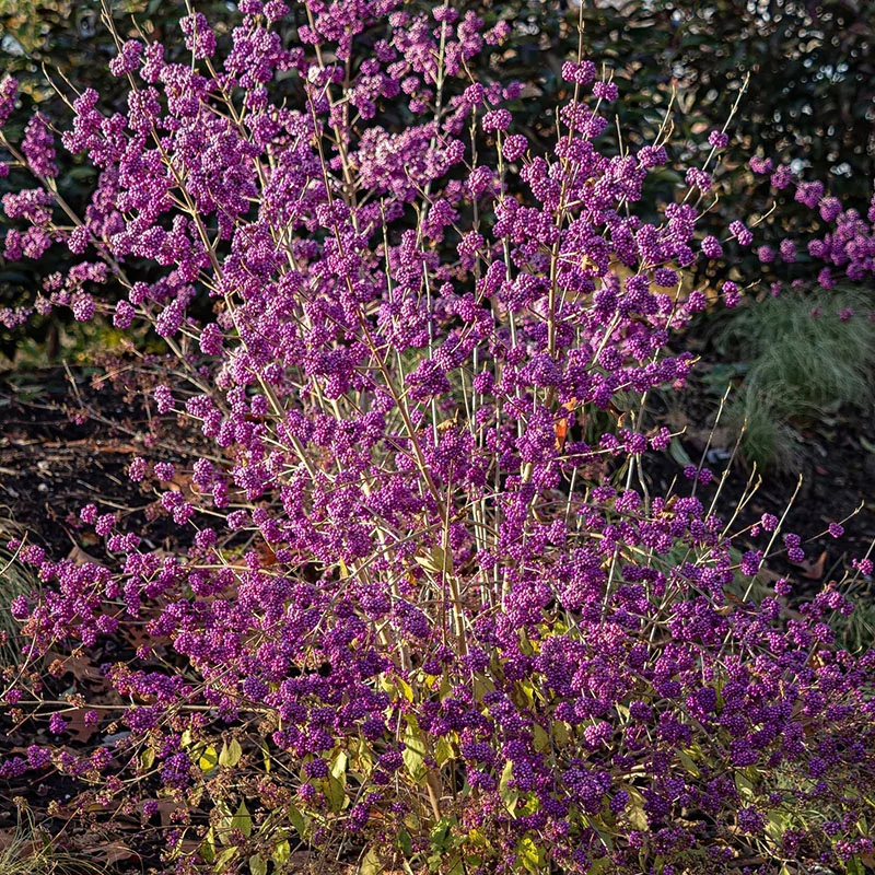 Callicarpa bodinieri var. giraldii 'Profusion' - Kínai lilabogyó