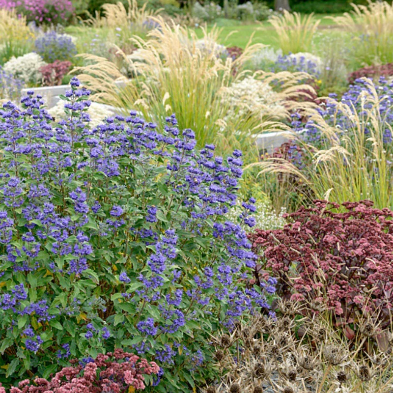 Caryopteris x clandonensis 'Grand Bleu'® - Kékszakáll
