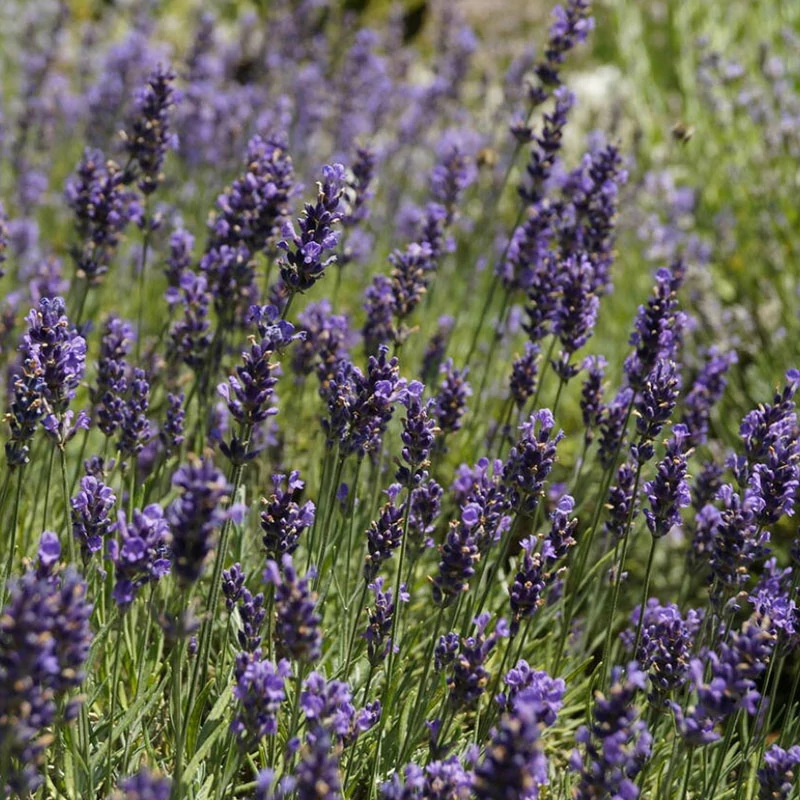 Lavandula angustifolia 'Hidcote Blue' - Közönséges levendula