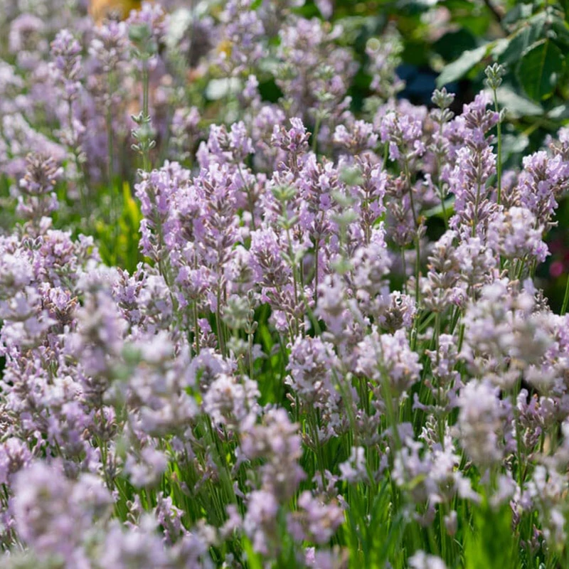 Lavandula angustifolia 'Rosea' - Közönséges levendula