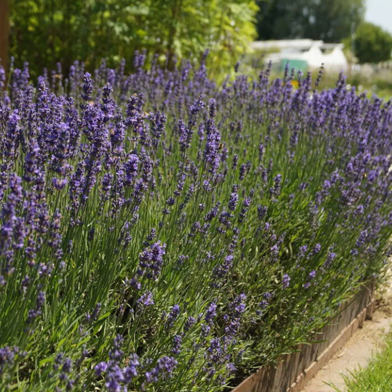 Lavandula angustifolia 'Siesta' - Közönséges levendula