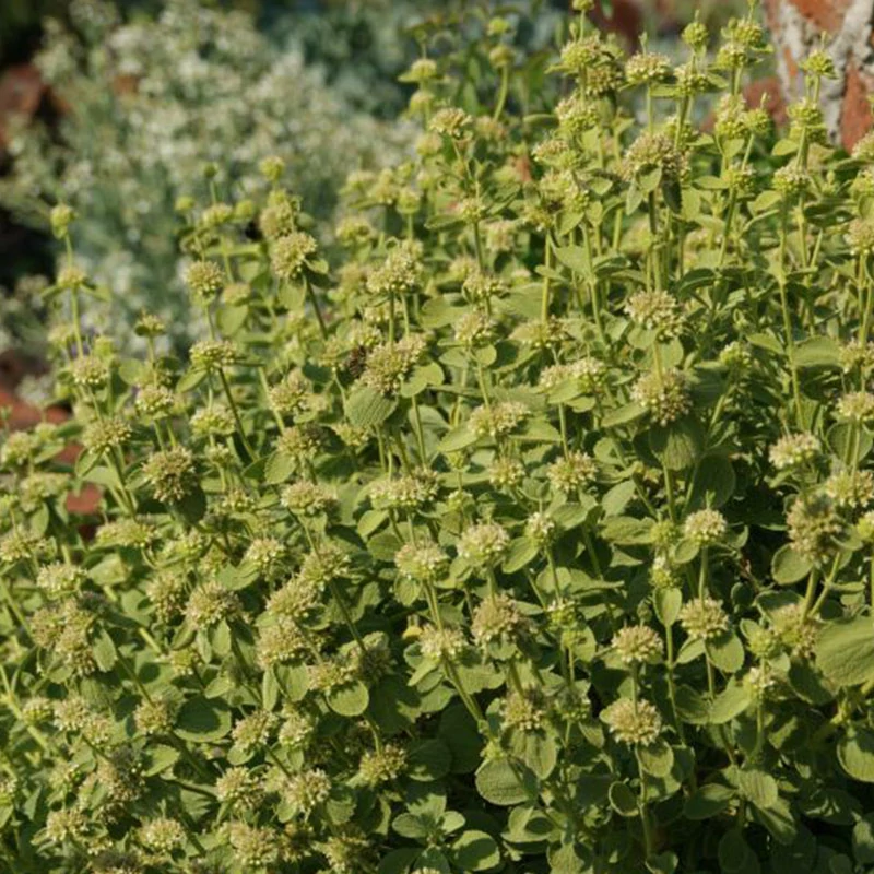 Marrubium bourgaei 'All Hallow's Green' - Aranyzöld pemetefű