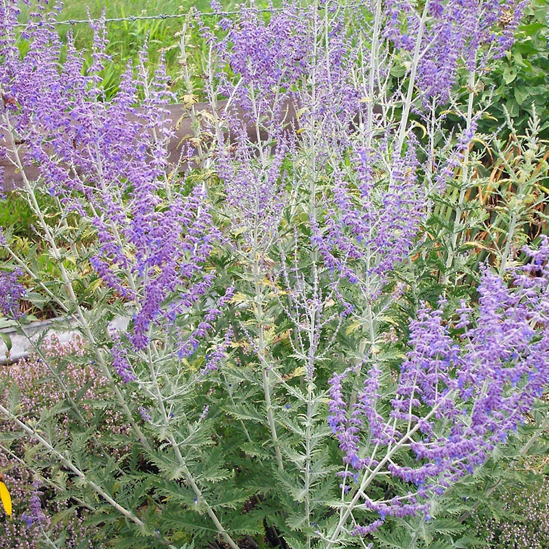 Perovskia abrotanoides 'Blue Spire' - Sudárzsálya
