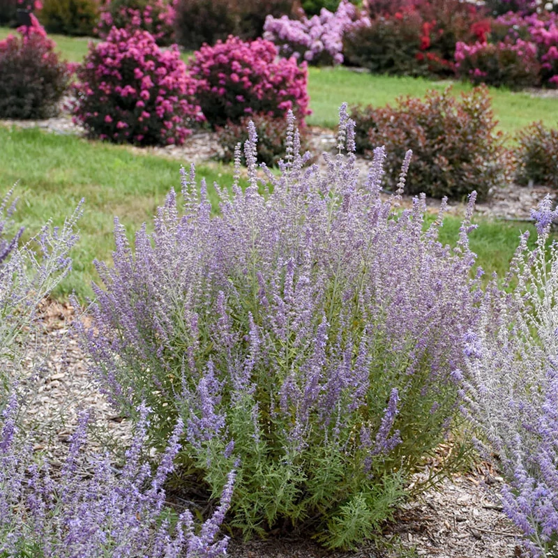 Perovskia 'Prime Time' - Sudárzsálya