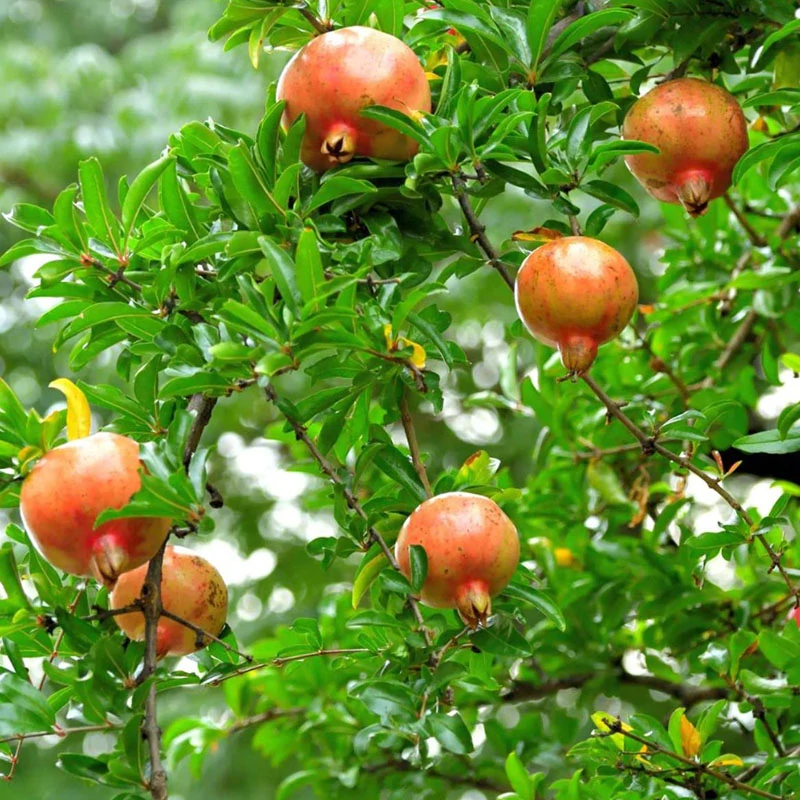 Punica granatum - Gránátalma