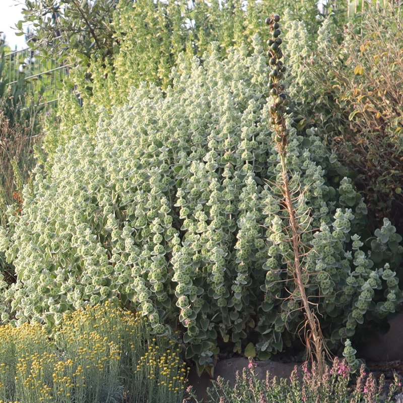 Ballota pseudodictamnus - Görög peszterce