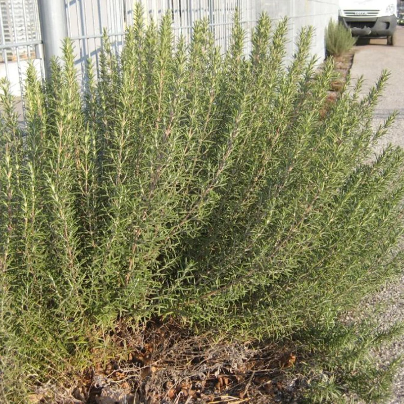 Rosmarinus officinalis 'Arp' - Rozmaring