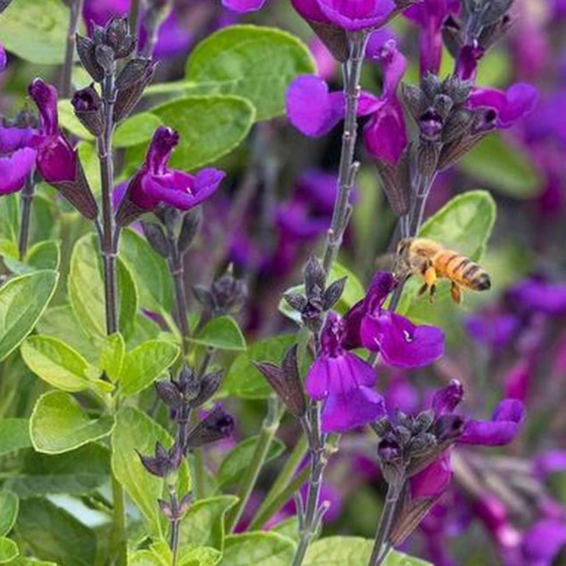 Salvia × jamensis  'Arctic Blaze Purple'® - Őszi zsálya
