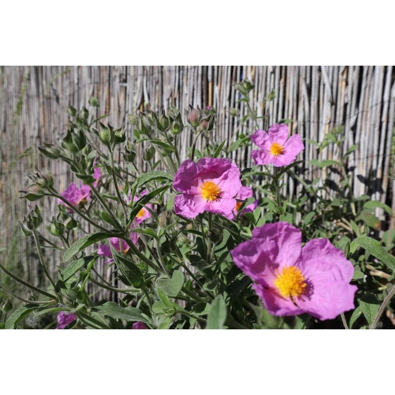 Cistus creticus ssp. eriocephalus - Szőrözött bodorrózsa
