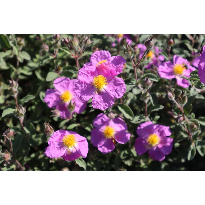 Cistus tauricus - Tauruszi bodorrózsa