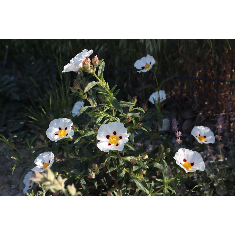 Cistus x dansereaui 'Jenkyn Place' - Bodorrózsa