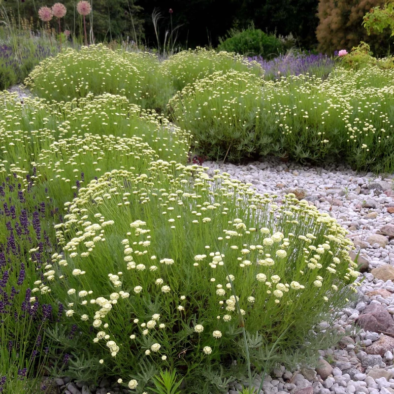 Santolina pinnata ssp. neapolitana 'Edward Bowles' - Nápolyi cipruska