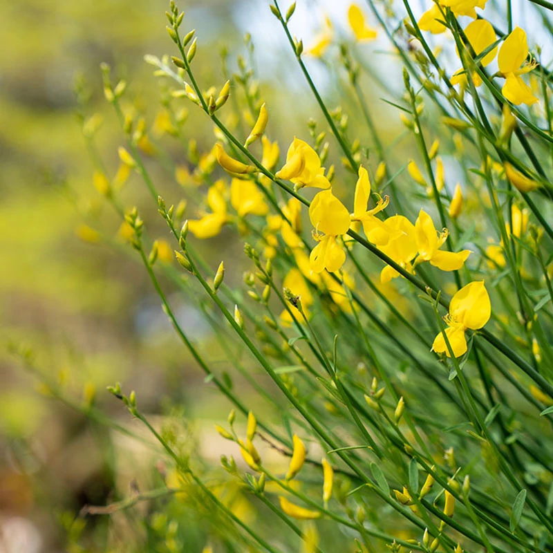 Spartium junceum - Jeneszter